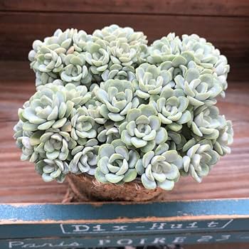 Amazon｜白雪ミセバヤ セダム 多肉植物 もりもり｜観葉植物